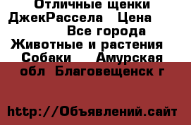 Отличные щенки ДжекРассела › Цена ­ 50 000 - Все города Животные и растения » Собаки   . Амурская обл.,Благовещенск г.